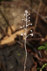 Sciaphila albescens