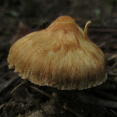 Inocybe semifulva