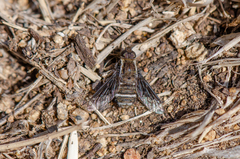 Hemipenthes differens