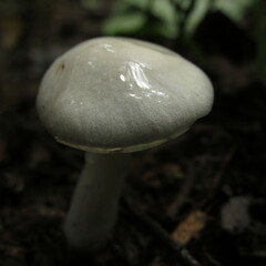 Zhuliangomyces illinitus