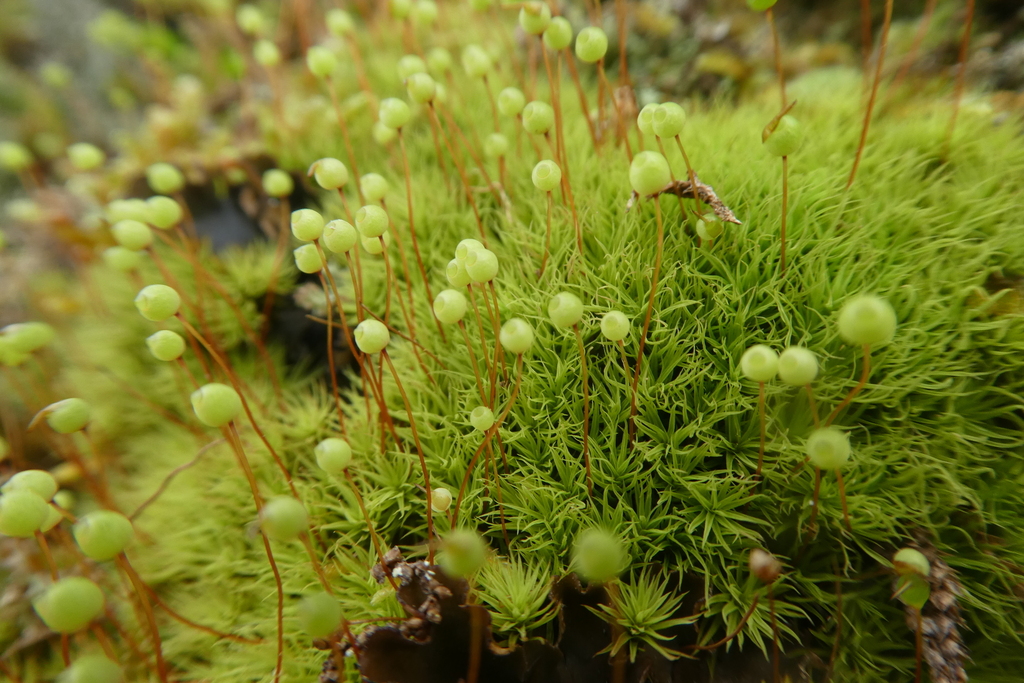 Common Apple-moss From Metropolitanstadt Cagliari, Italien On April 5 