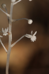 Sciaphila albescens