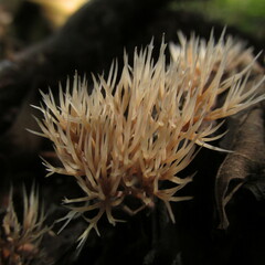Pterula subulata