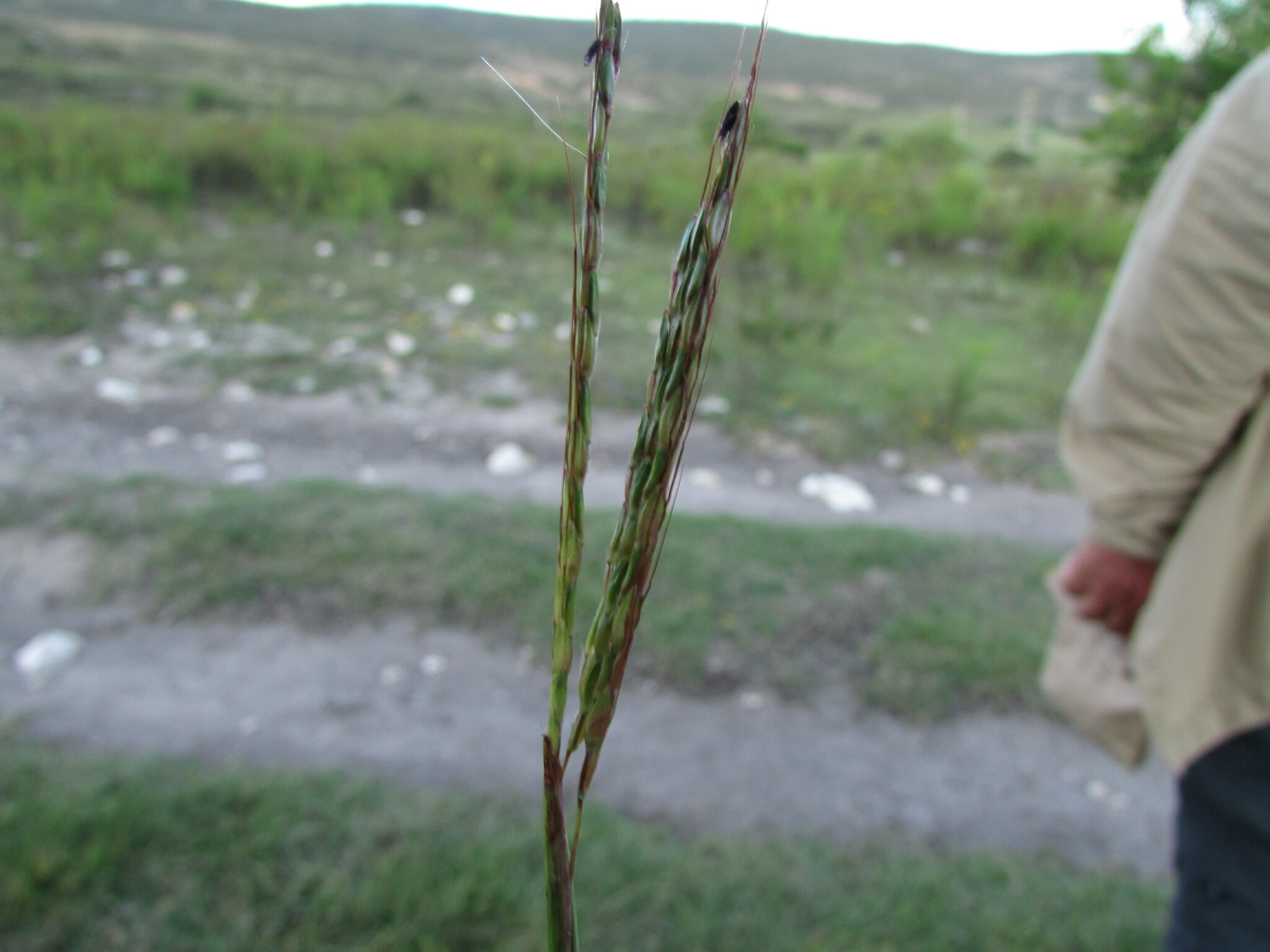 Bothriochloa hirtifolia