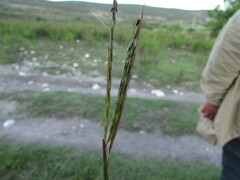 Bothriochloa hirtifolia