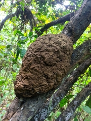 Nasutitermes walkeri