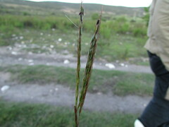 Bothriochloa hirtifolia