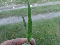 Bothriochloa hirtifolia