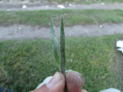 Bothriochloa hirtifolia