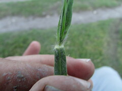 Bothriochloa hirtifolia