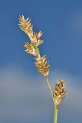 Carex canescens