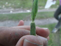 Bothriochloa hirtifolia