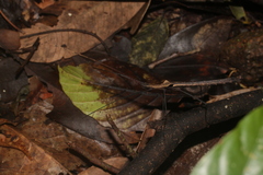 Pseudophasma phthisicum
