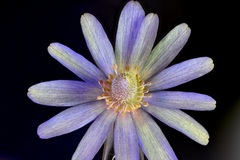 Anemone berlandieri