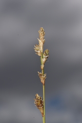 Carex canescens