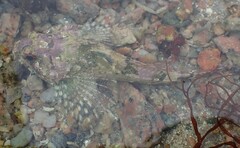 Taurulus bubalis