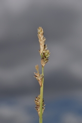 Carex canescens
