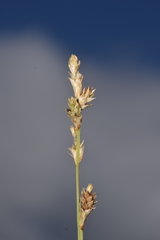 Carex canescens