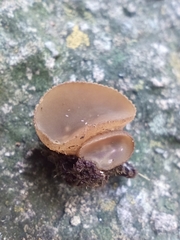 Tarzetta cupularis