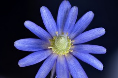 Anemone berlandieri