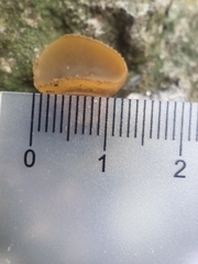 Tarzetta cupularis
