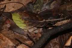Pseudophasma phthisicum
