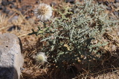 Echinops macrochaetus