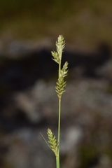 Carex canescens