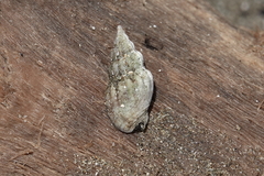 Cominella quoyana