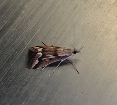 Achyra coelatalis