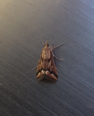 Achyra coelatalis