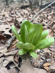 Frasera caroliniensis