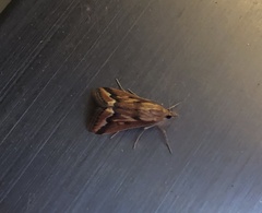 Achyra coelatalis