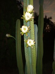 Cereus hexagonus