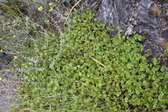 Centella eriantha