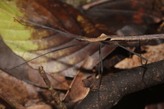 Pseudophasma phthisicum