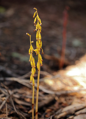 Corallorhiza maculata