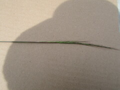 Muhlenbergia implicata