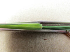 Muhlenbergia implicata