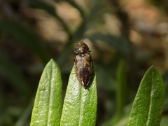 Prosternon tessellatum