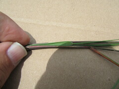 Muhlenbergia implicata