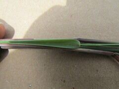 Muhlenbergia implicata