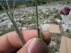 Muhlenbergia implicata