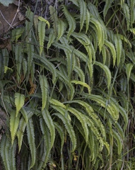 Blechnum arcuatum