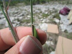 Muhlenbergia implicata