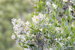 Olea capensis capensis