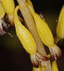 Corallorhiza maculata