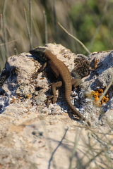 Phoenicolacerta laevis