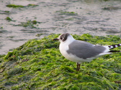 Leucophaeus pipixcan