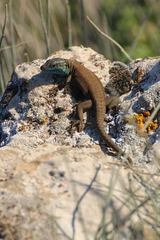 Phoenicolacerta laevis